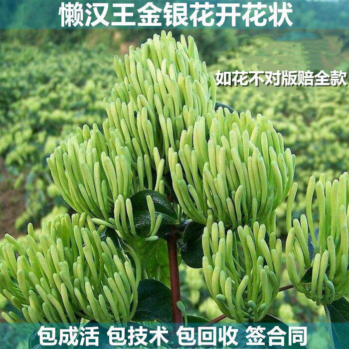 湘蕾金银花苗湘蕾五号金银花苗懒汉王金银花当年开花基地苗包邮价