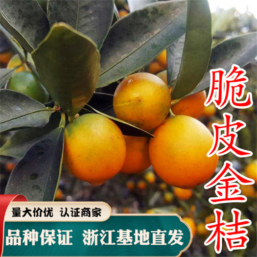 嵊州市脆皮金桔苗 金桔苗 嫁接 现挖发货 品种纯正