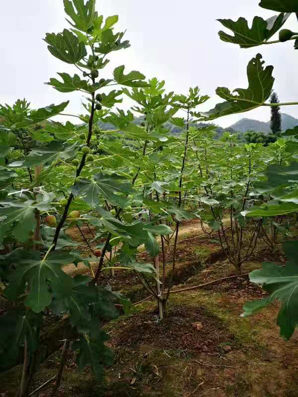 波姬紅無花果苗  波姫紅無花果苗大果型簽訂合同