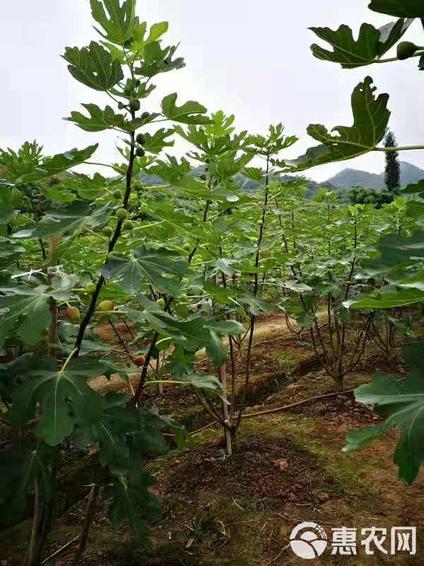 波姬红无花果苗  波姫红无花果苗大果型签订合同