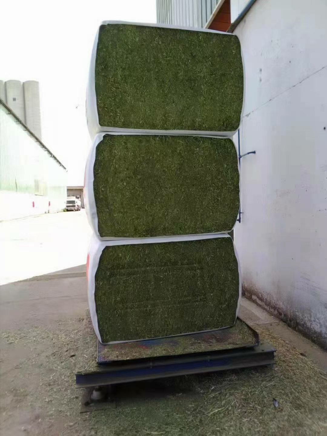 苜蓿草西班牙文扫苜蓿草加密包苜蓿草 西班牙VENS