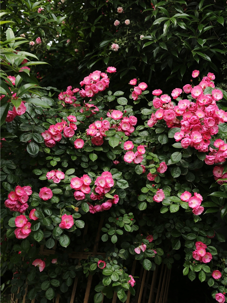 安吉拉藤本月季花苗庭院爬藤花园植物花卉蔷薇四季开花玫瑰易成活