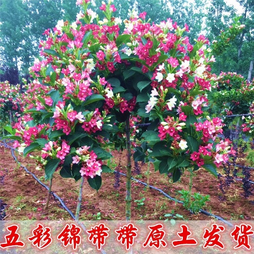 五彩锦带花语前程似锦花量大花期长庭院公园绿化树死苗包陪