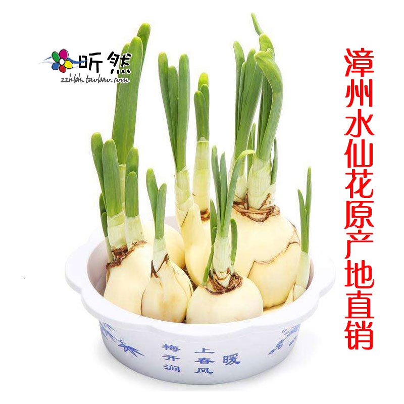 漳州水仙花盆栽带盆 漳州水仙花尾尾球批发