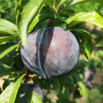 易县 出售李子，代收，安格诺，李王，福来索，