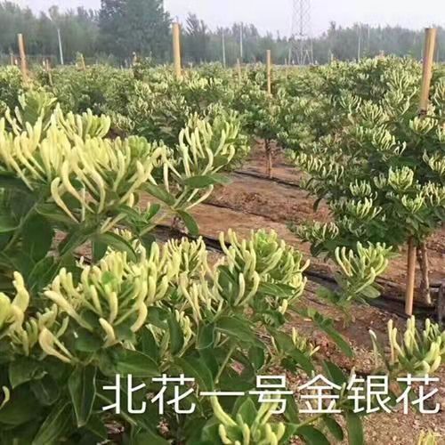 金银花苗十五天不开花北花一号金银花树苗山东平邑基地批发包邮