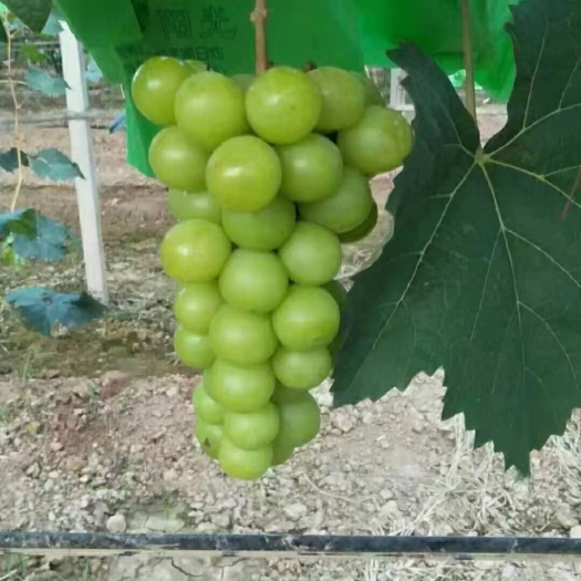 大荔县早酥红梨 大荔水果供应