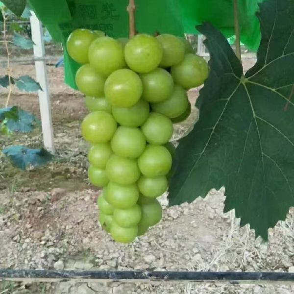 早酥红梨 大荔水果供应