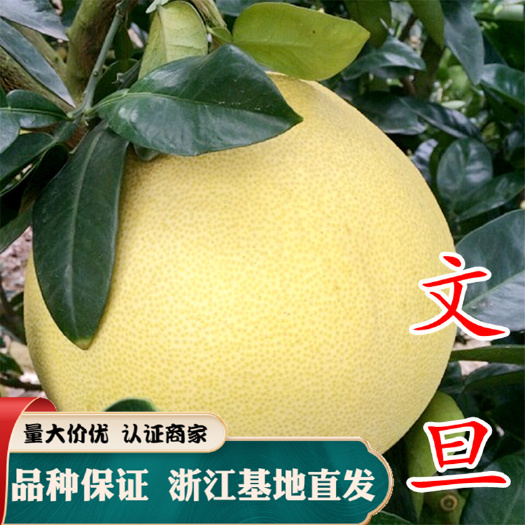 嵊州市文旦柚苗 文旦柚子苗玉环文旦柚 柚子树苗产地直销量大优惠