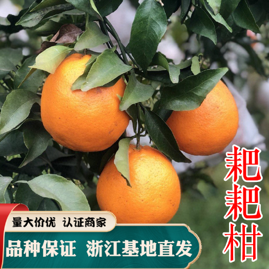 耙耙柑桔苗 春见苗（粑粑柑苗）热销果树苗木
