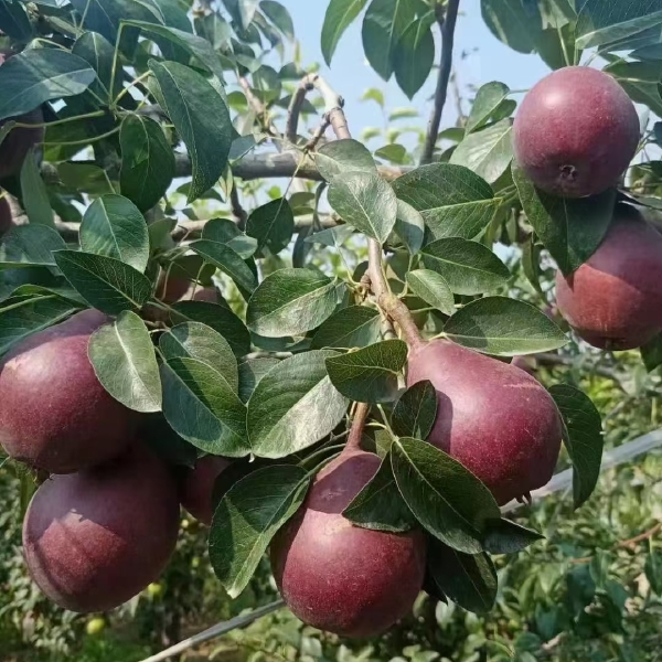 早酥红梨 大荔水果供应