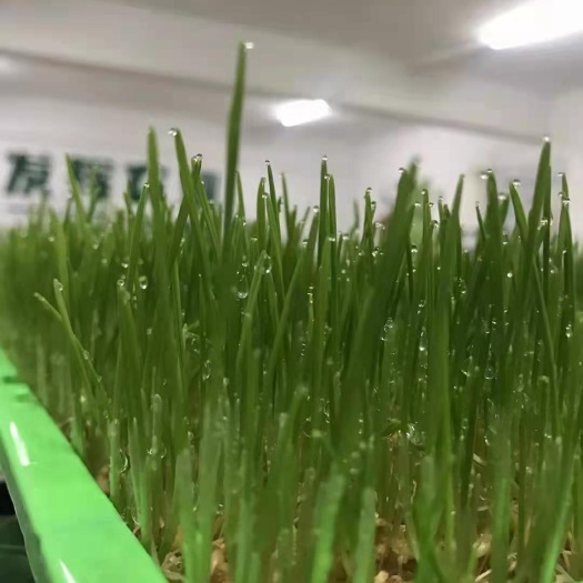 辽阳县 无土栽培芽苗菜小麦芽