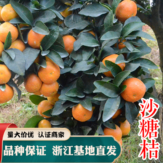 嵊州市沙糖桔苗 早熟砂糖橘苗皮薄肉厚 口感好 基地直销 现挖现卖