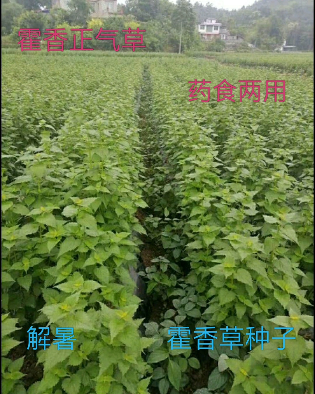 仁寿县藿香种子  川霍香种子投资低效益高