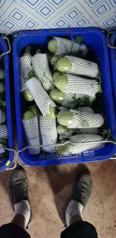 威宁县绿皮西葫芦 新鲜现摘