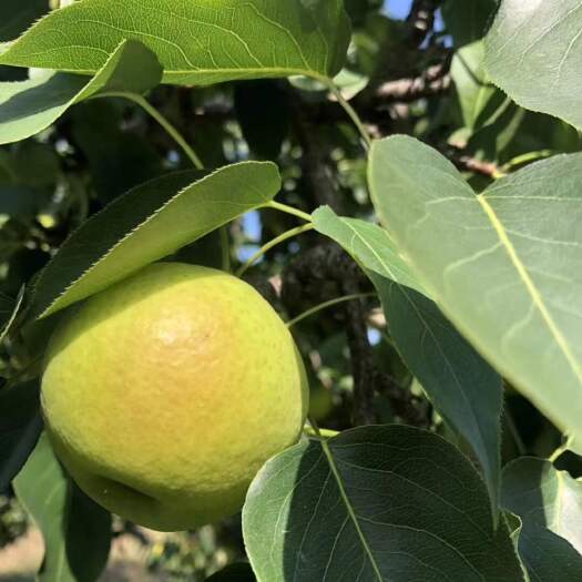 鞍山 辽宁省鞍山市特产南果梨