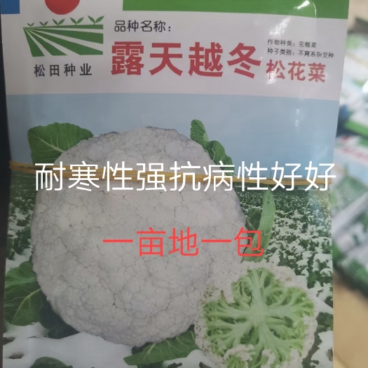 露地越冬松花菜种子~改良后花粒细小生育期140天保证纯度