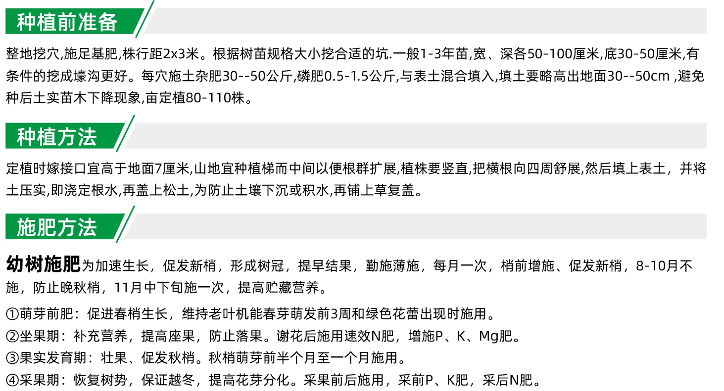 出售优质正品纽荷尔脐橙苗 嫁接苗 脐橙苗