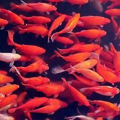 北京 锦鲤鱼苗