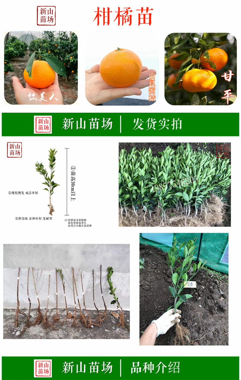 沃柑苗供应，优质柑橘树苗批发，品种纯度有保障！提供种植技术