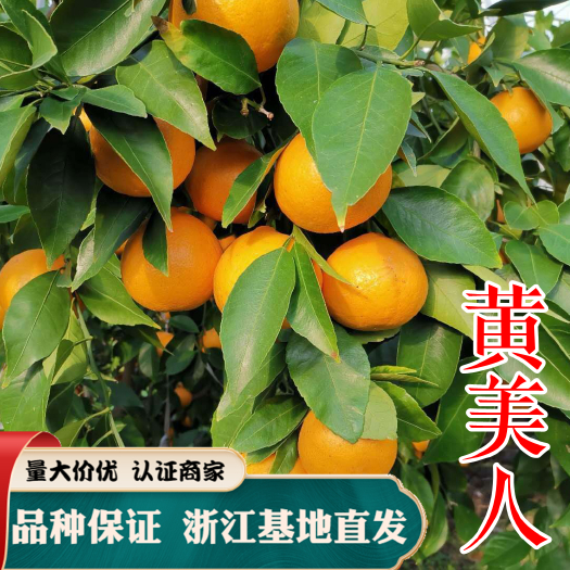 黄美人柑橘苗 柑橘新品种高端柑桔 爱媛68号
