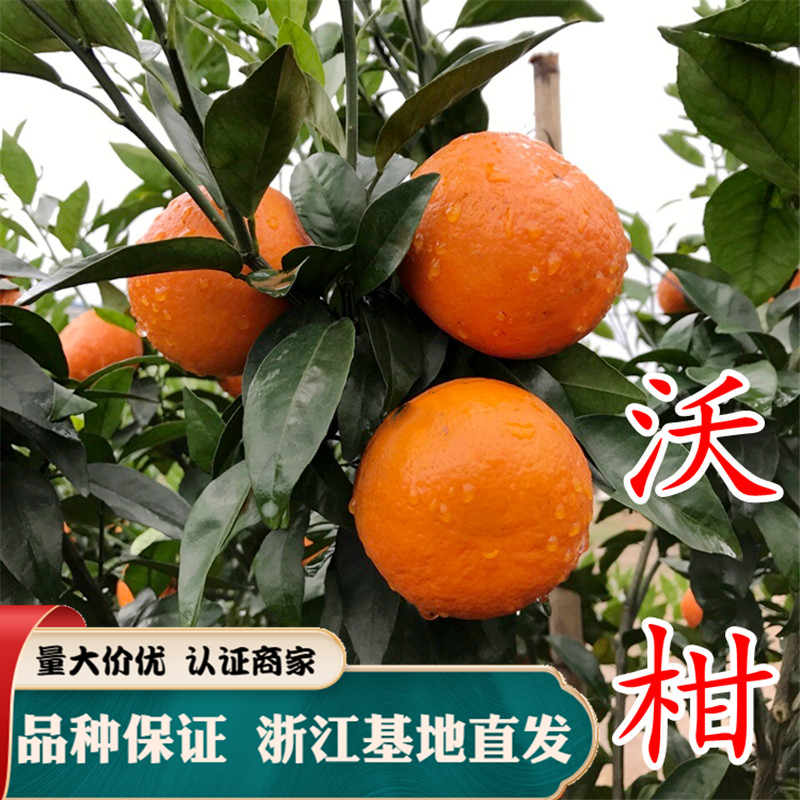 沃柑苗供应，优质柑橘树苗批发，品种纯度有保障！提供种植技术