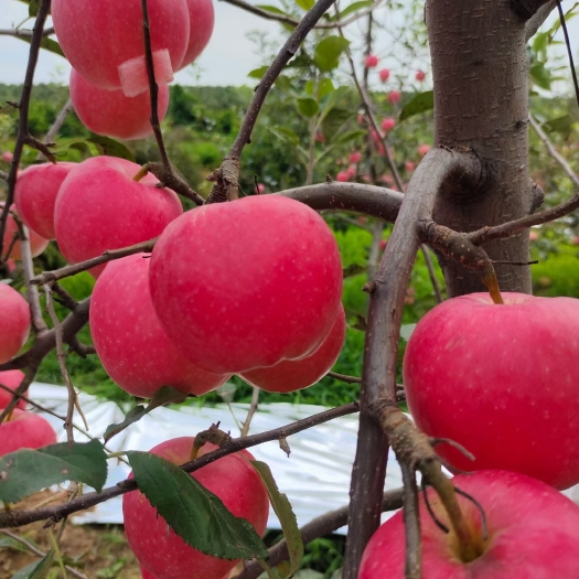 绥中县2021年红嘎啦苹果热菜中，苹果色好，纯甜，个大。