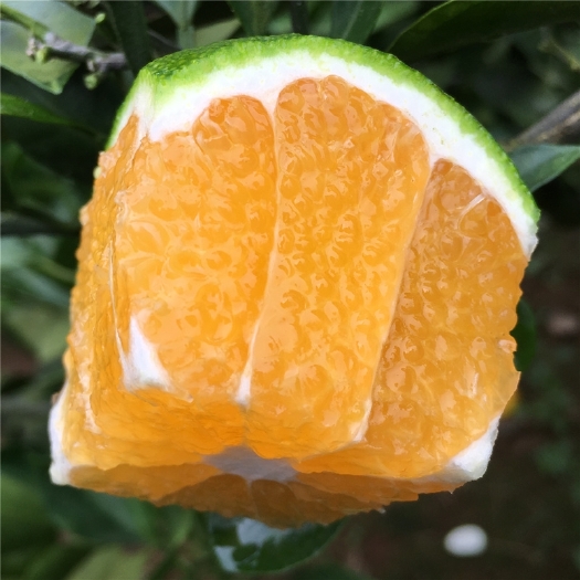 三都县贵州特早无籽蜜桔5斤青皮薄皮现摘现发新鲜桔橘包邮