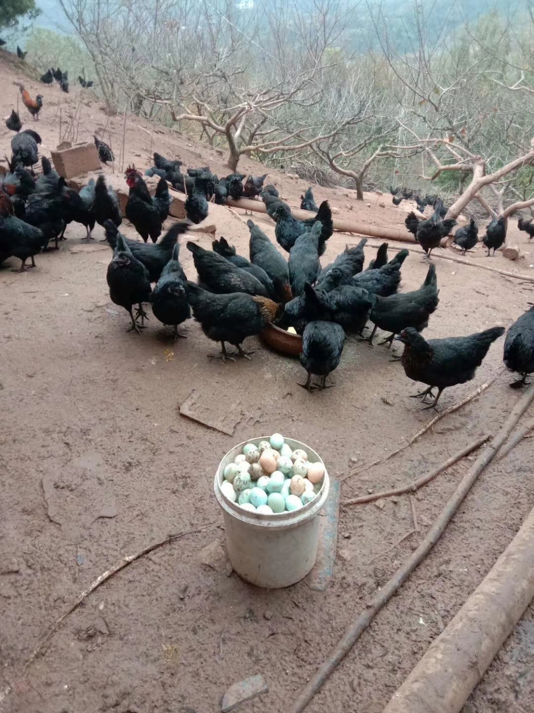 五黑鸡全散养五谷杂粮鸡月子鸡部分地区可送货上门产地直批