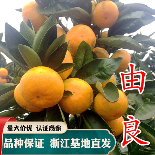 嵊州市由良柑桔苗 特早熟由良蜜桔苗 由良特早熟蜜桔苗 柑桔苗嫁接