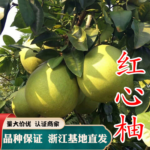 嵊州市红心柚苗三红柚子树苗红心蜜柚果树苗正宗嫁接苗包邮