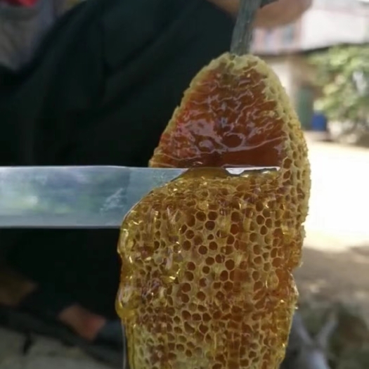 崇左野蜂蜜 广西蜜蜂巢树挂百花蜜天然深山蜂窝