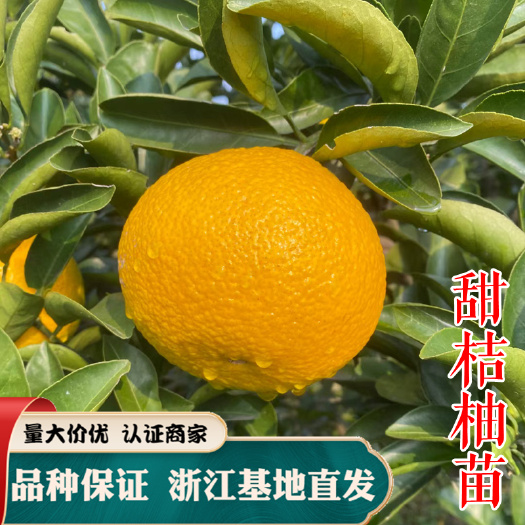 嵊州市潭甜桔柚苗  甜桔柚苗 建阳桔柚苗 桔柚苗嫁接苗