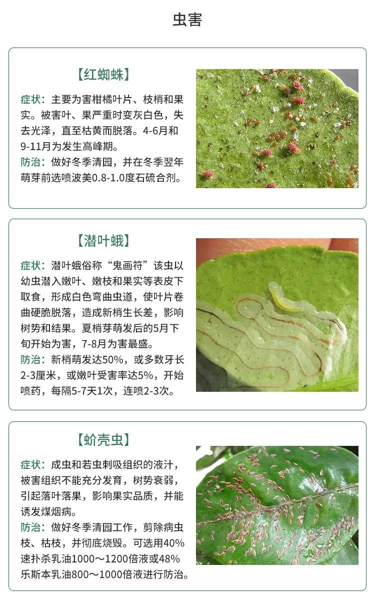 大分一号柑桔苗 大分早生特早熟蜜桔苗大分一号温州蜜桔苗