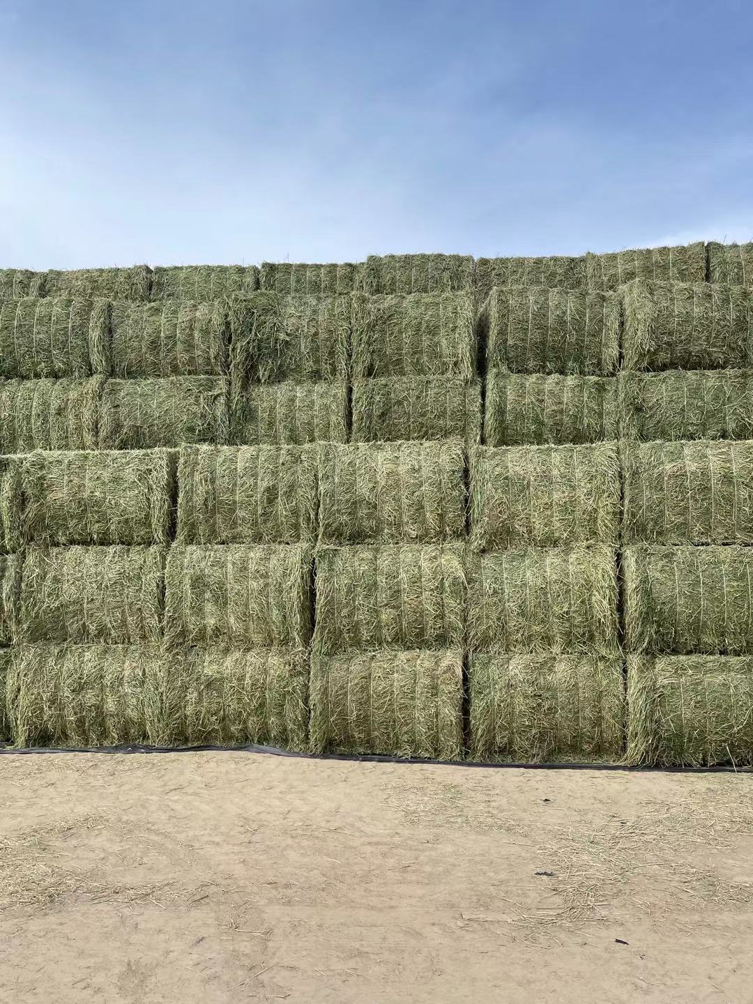 苜蓿草饲料紫花苜蓿草种植甘肃苜蓿草批发苜蓿草种植基地