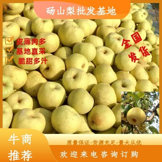 砀山酥梨 砀山梨 酥梨  全国各地发货电商一件代发 口感脆甜