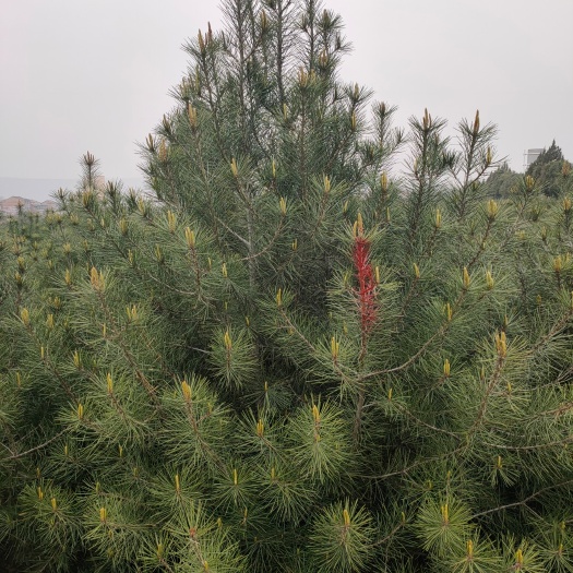 蓝田县 蓝田白皮松基地3米4米产地直销