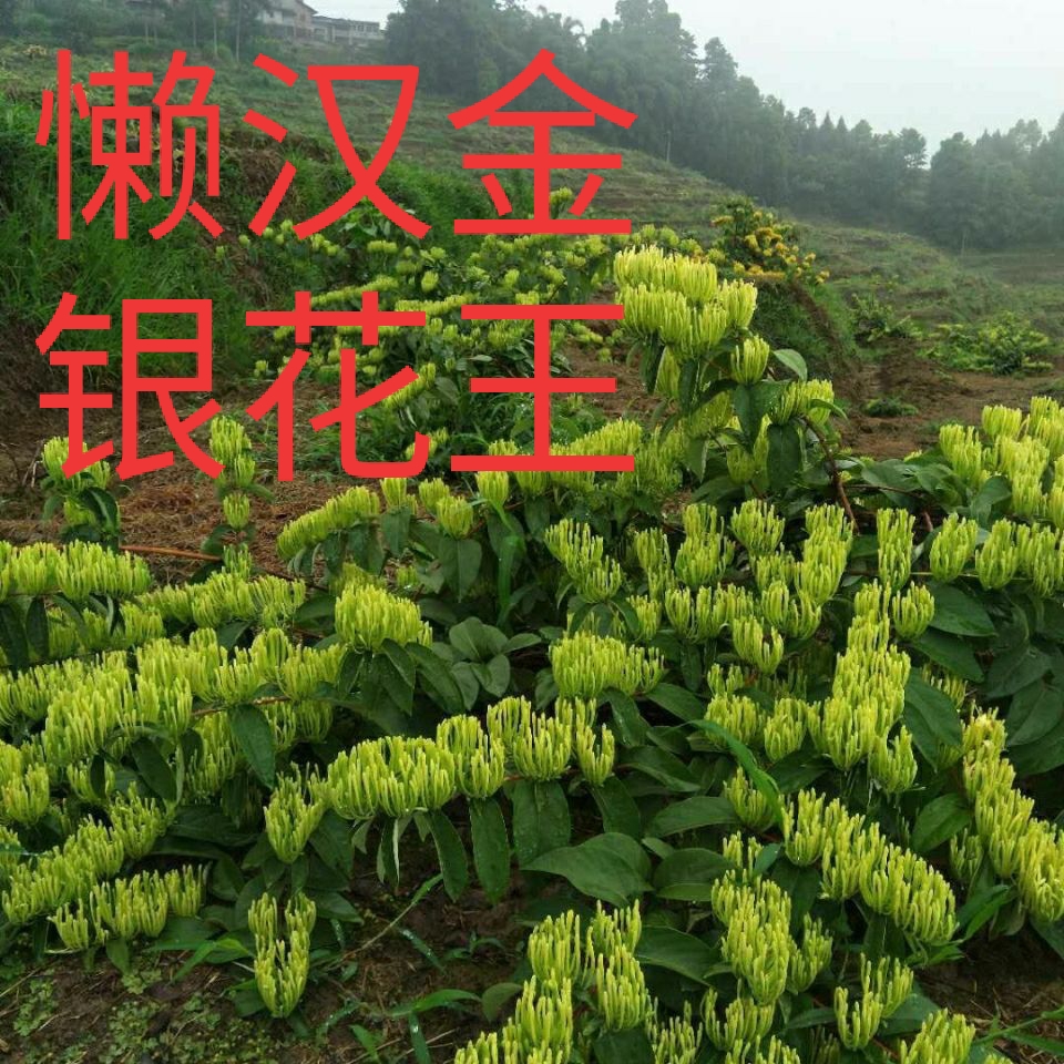 湘蕾金银花苗湘蕾五号金银花苗懒汉王金银花当年开花基地苗包邮价