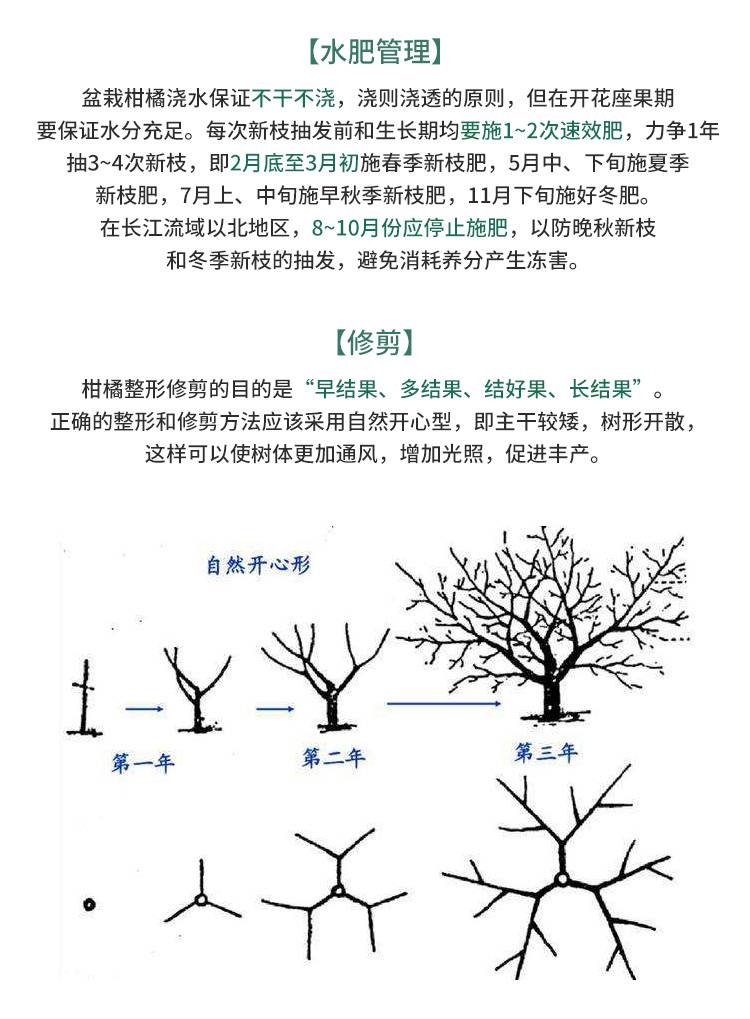 大分一号柑桔苗 大分早生特早熟蜜桔苗大分一号温州蜜桔苗