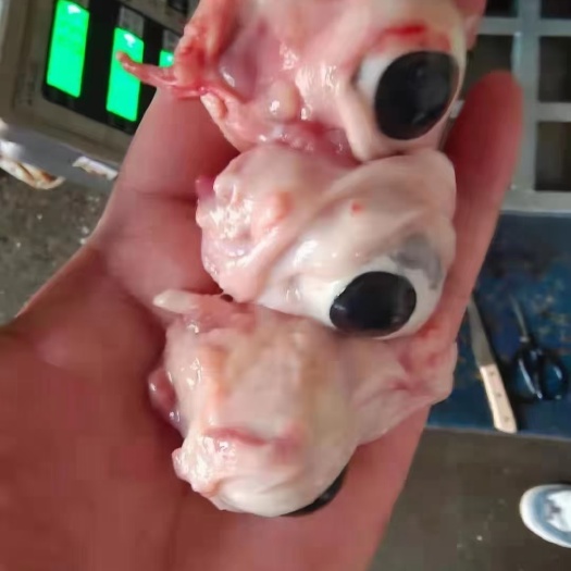 南宁 猪眼睛