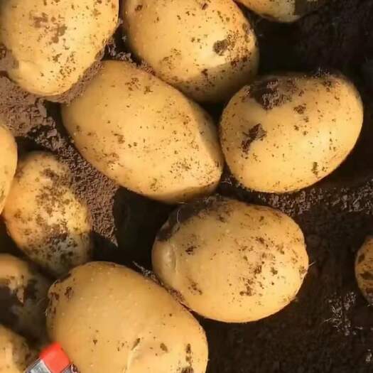 依安县尤金885土豆  黑龙江齐齐哈尔新鲜黄皮大土豆现挖马铃薯应季蔬菜