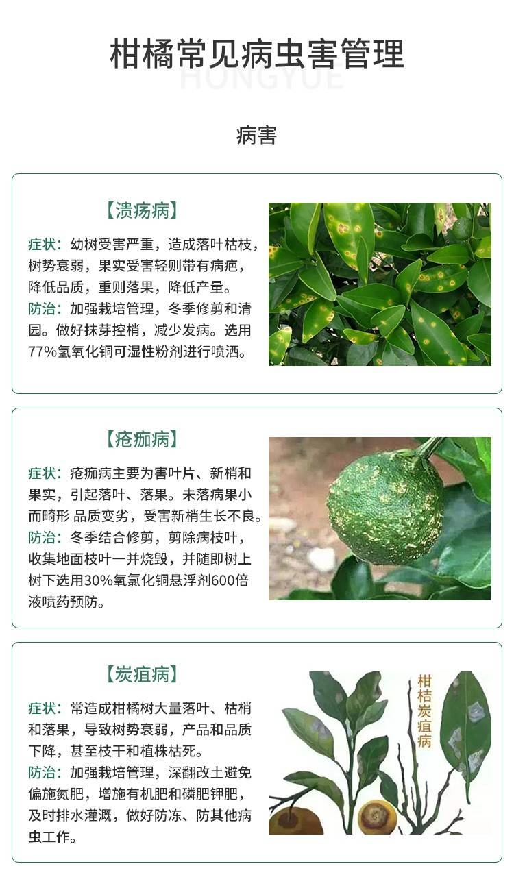 红心柚苗三红柚子树苗红心蜜柚果树苗正宗嫁接苗包邮