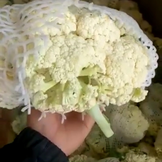 康保县白花菜花 供应菜花
