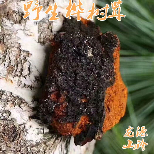 大兴安岭桦树茸 桦树泪大兴安岭华褐孔菌白桦茸桦树泪