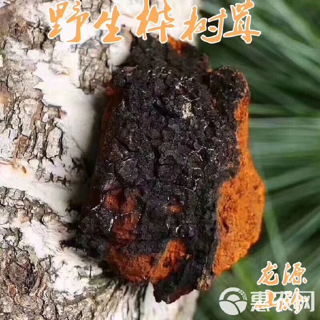 桦树茸 桦树泪大兴安岭华褐孔菌白桦茸桦树泪