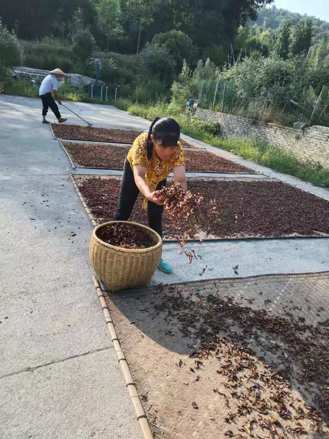 干豆角  落马垅杂菜