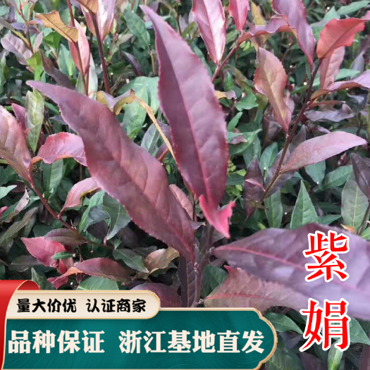 紫鹃茶树苗 浙江茶苗 品种保证