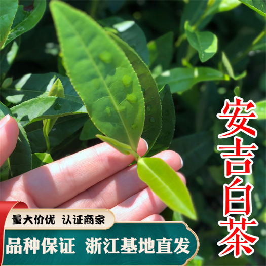 奶白茶树苗  安吉白茶苗 浙江茶树苗 茶苗北方南方种植盆