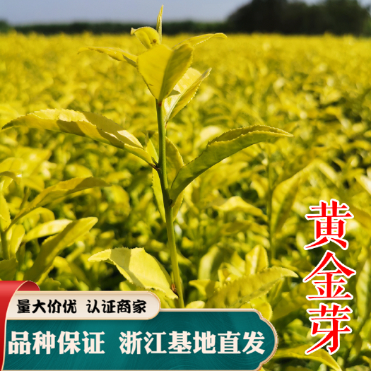 黄金芽茶苗 浙江余姚黄金芽茶苗茶叶树苗 茶叶苗