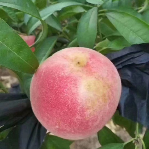 砀山县久保蜜桃  突围桃水蜜桃